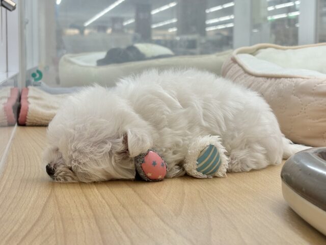 チワマル（マルチワ）