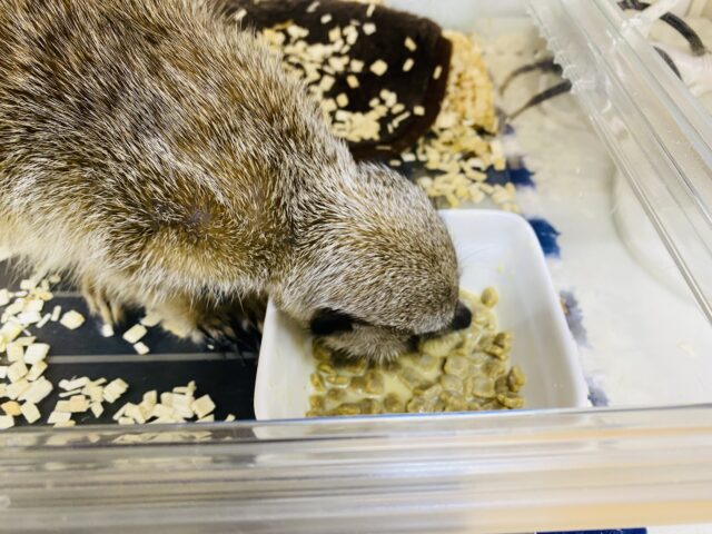 ミーアキャット