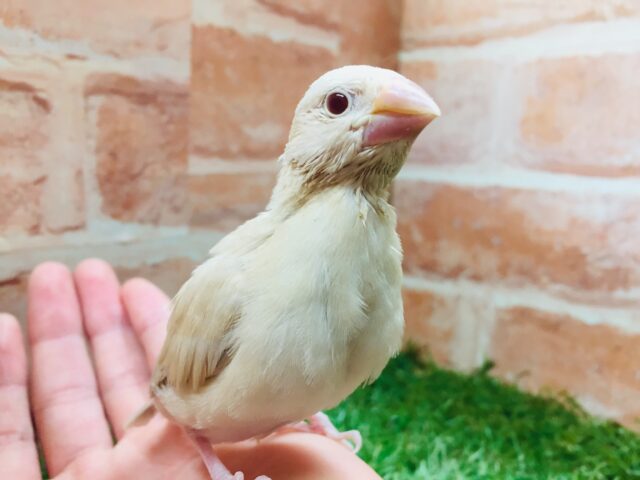 シナモン文鳥