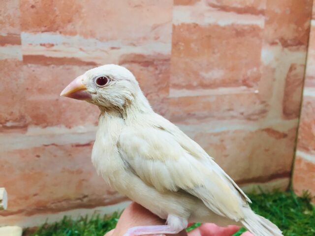 シナモン文鳥さんがやってきましたよ～💛💛💛