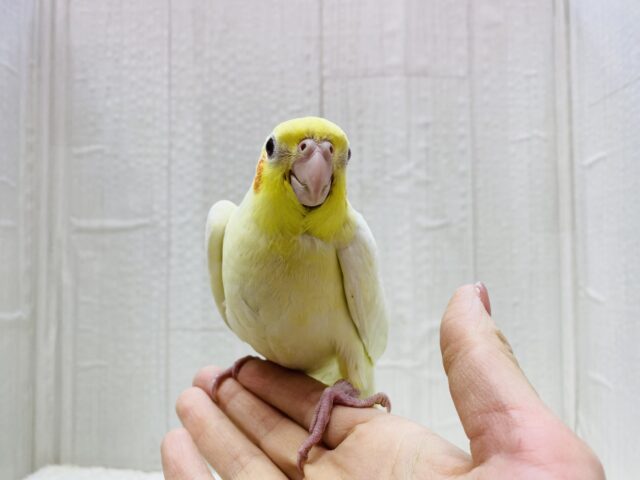 オカメインコ