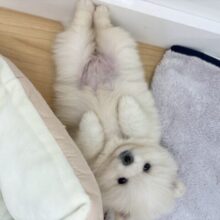 ちっちゃな毛玉の突進〜♥ポメラニアンちゃん！