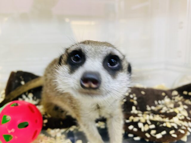 ミーアキャット