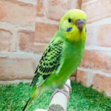 💚💚セキセイインコ（オパーリン）💚💚