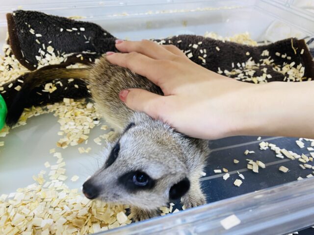 ミーアキャット