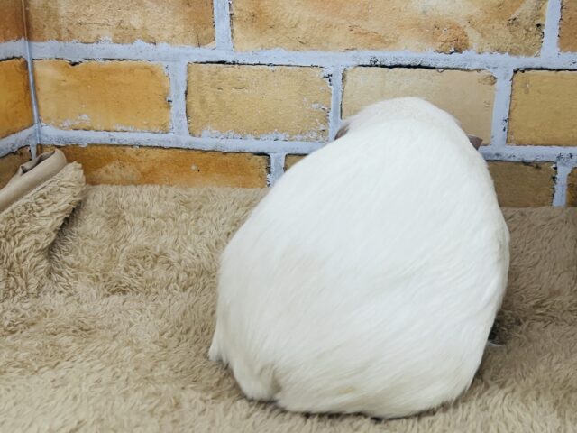 ロシアンクレステッドモルモット