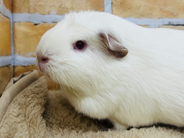 ロシアンクレステッドモルモット