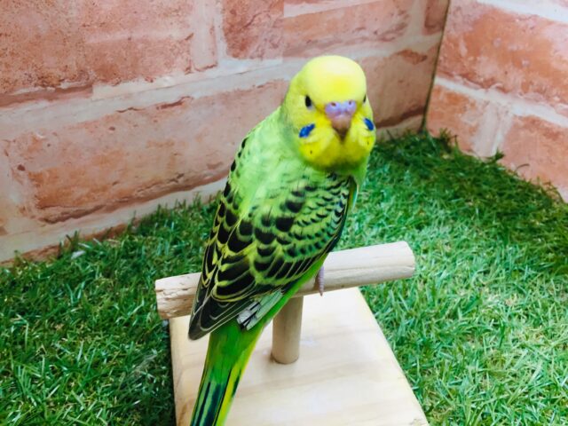 セキセイインコ