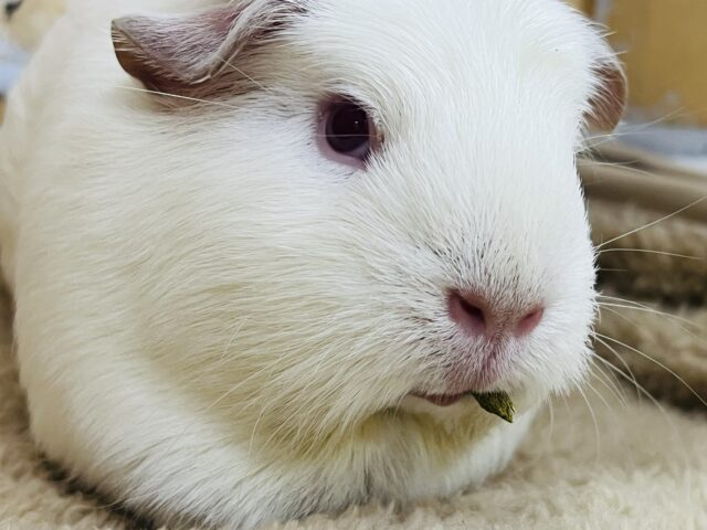 ロシアンクレステッドモルモット