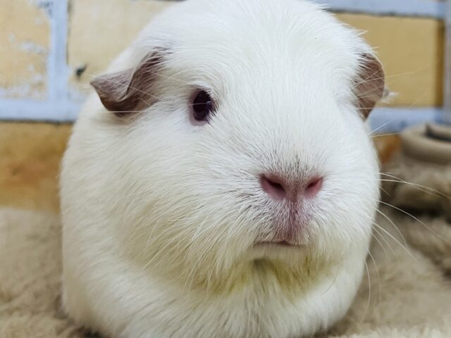 ロシアンクレステッドモルモット