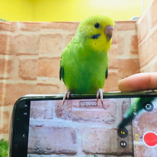 💚💚セキセイインコ(オパーリン)💚💚 セキセイインコ