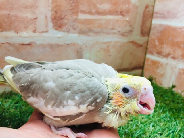 オカメインコ