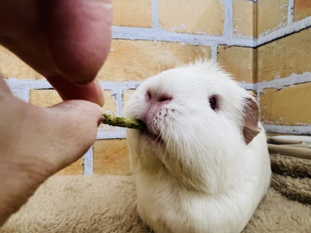 ロシアンクレステッドモルモット