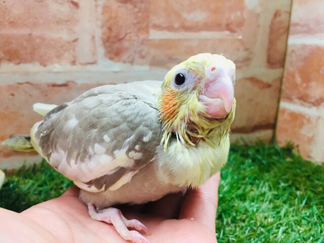 オカメインコ