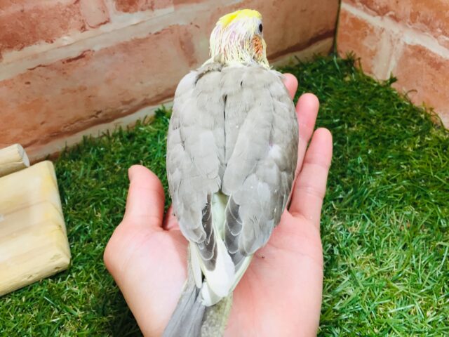 オカメインコ