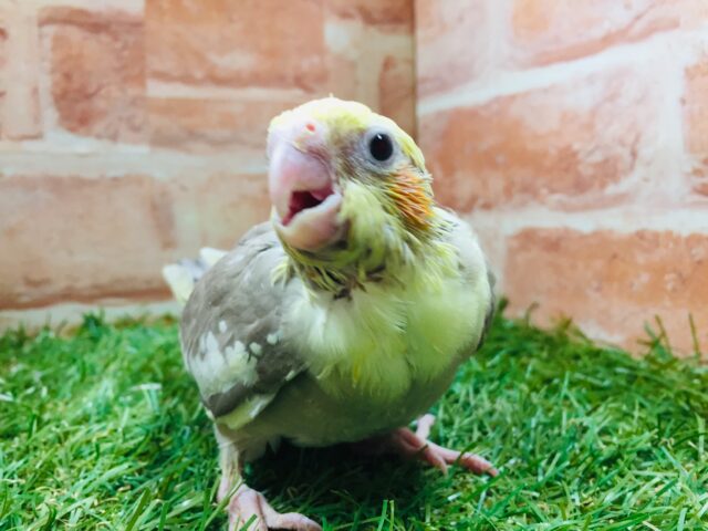 オカメインコ