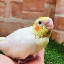 🐤🐤オカメインコ（ルチノー）🐤🐤