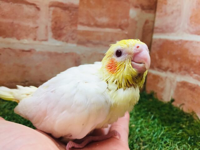🐤🐤オカメインコ（ルチノー）🐤🐤