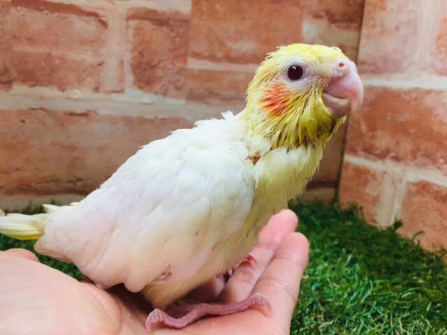オカメインコ