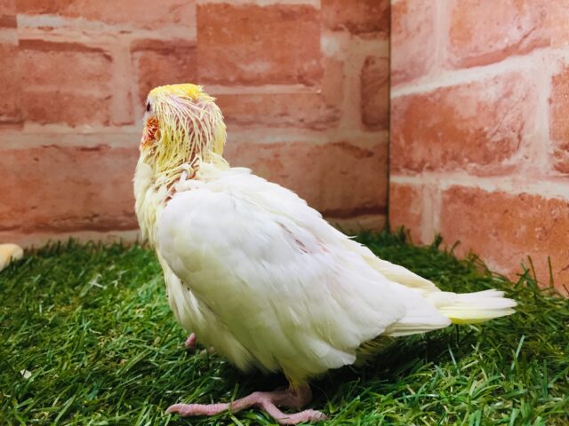 オカメインコ