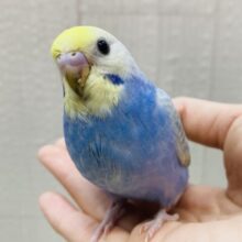 頭やばめだよ、グロスターカナリア。