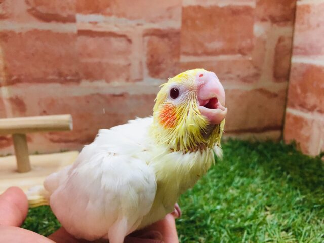 オカメインコ