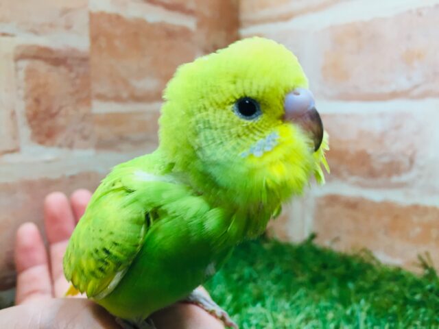 💚💚💚セキセイインコ（スパングル）💚💚💚