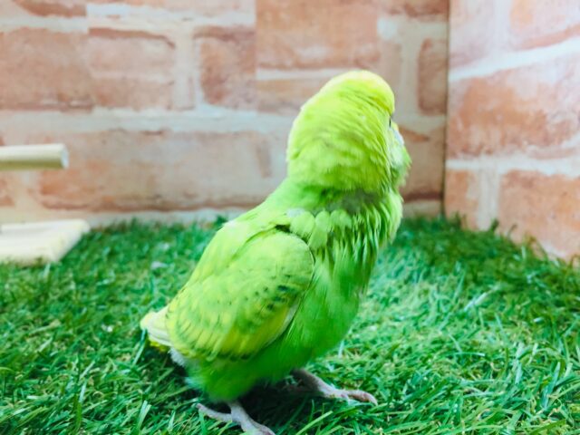 セキセイインコ