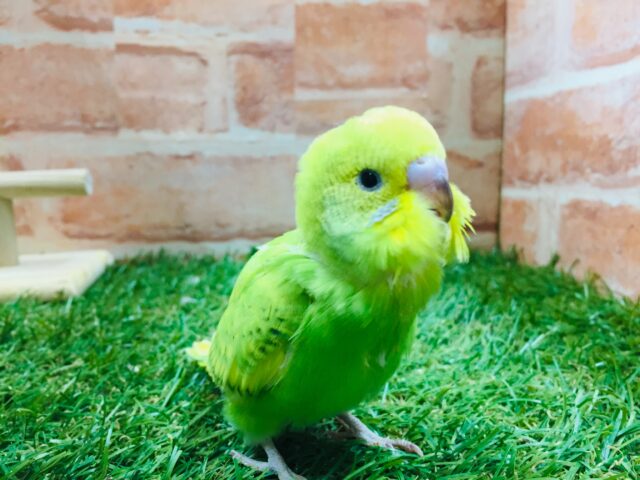セキセイインコ