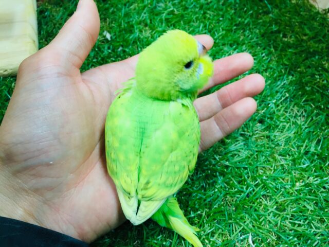 セキセイインコ