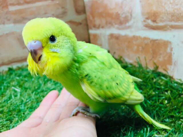 セキセイインコ