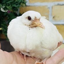 体が勝手にぃ〜‼︎ワキワキダンスの止まらない！ギンバトの雛入舎です✨