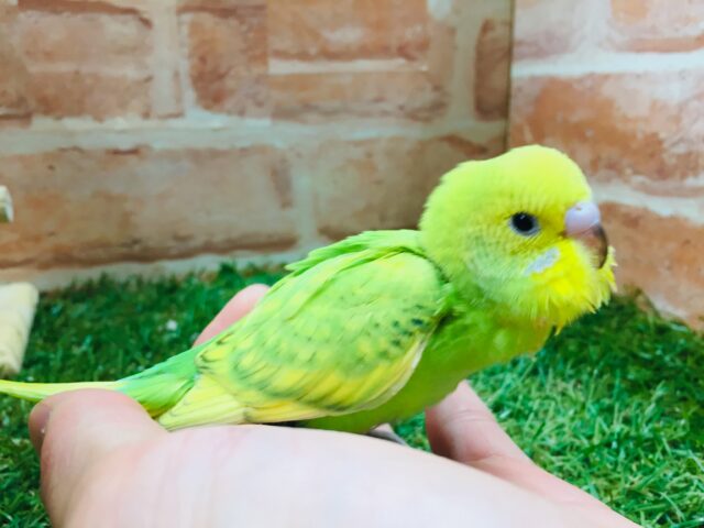 セキセイインコ