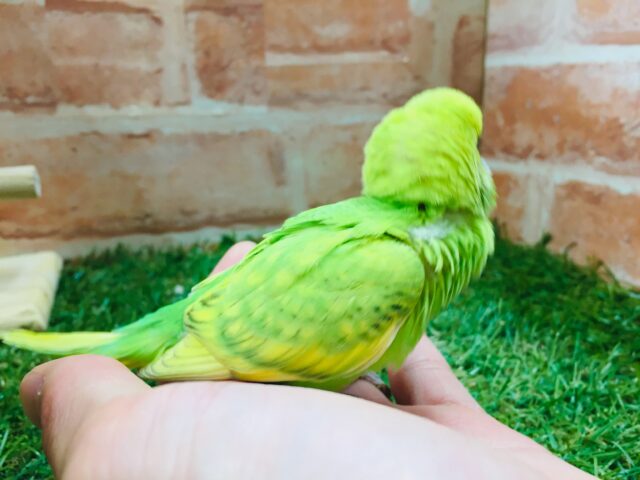 セキセイインコ