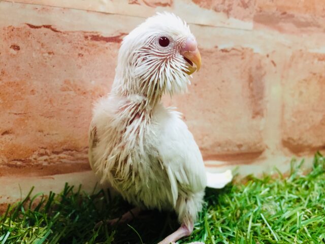 真っ白アルビノセキセイちゃんがやってきましたよ～🎵　セキセイインコ