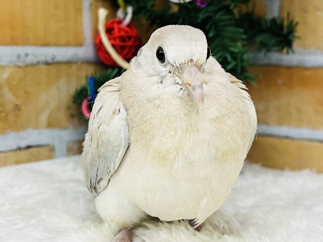 今度は小さいぞ♡ちんちくりんなジュズカケバトの雛入舎しました〜✨