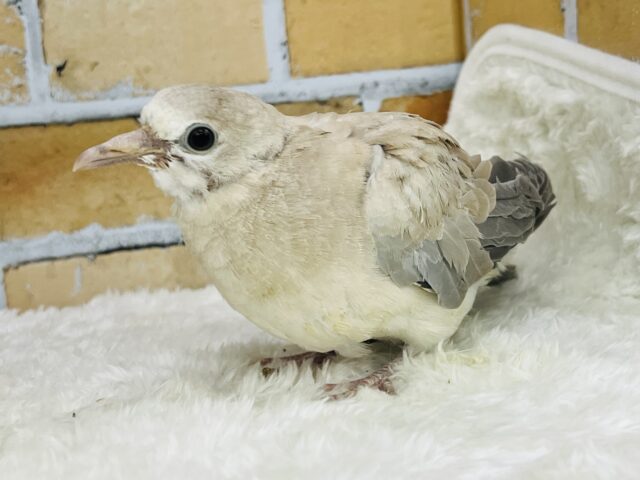 今度は小さいぞ♡ちんちくりんなジュズカケバトの雛入舎しました〜✨ ウスユキバト
