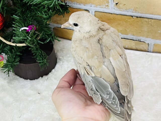 今度は小さいぞ♡ちんちくりんなジュズカケバトの雛入舎しました〜✨ ウスユキバト