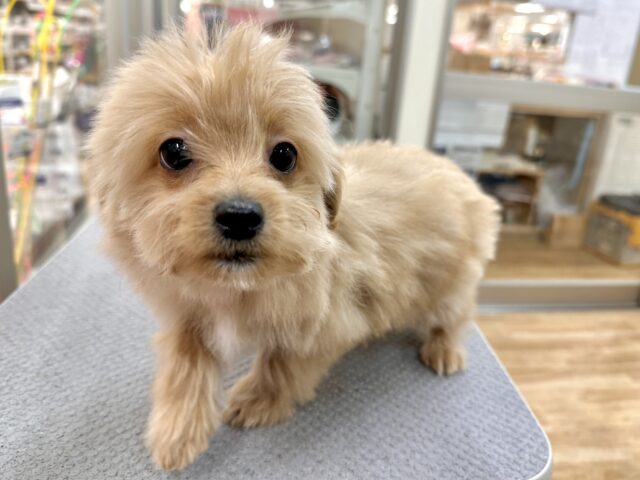 おっとり🧸🌙チワプーくん チワプー