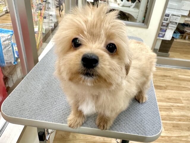 おっとり🧸🌙チワプーくん チワプー