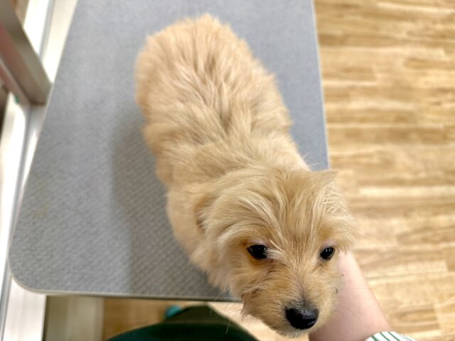 おっとり🧸🌙チワプーくん チワプー