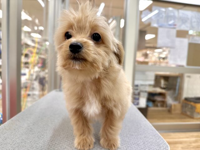 おっとり🧸🌙チワプーくん チワプー