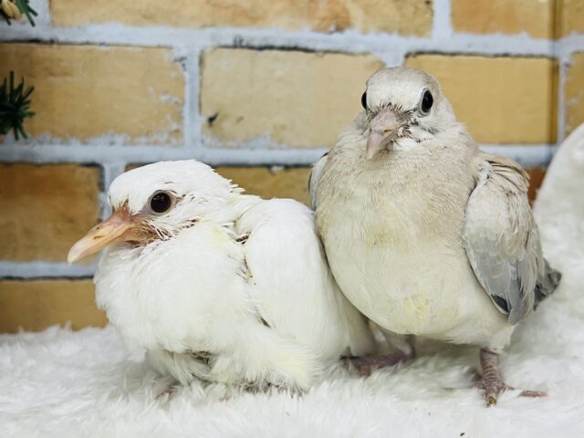 今度は小さいぞ♡ちんちくりんなジュズカケバトの雛入舎しました〜✨ ウスユキバト