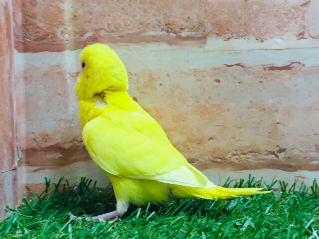 セキセイインコ