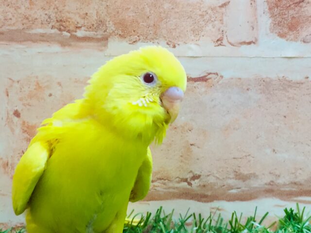 セキセイインコ