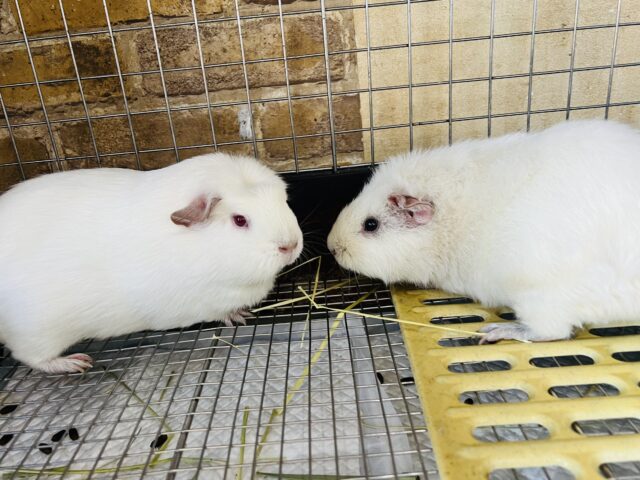 ロシアンクレステッドモルモット