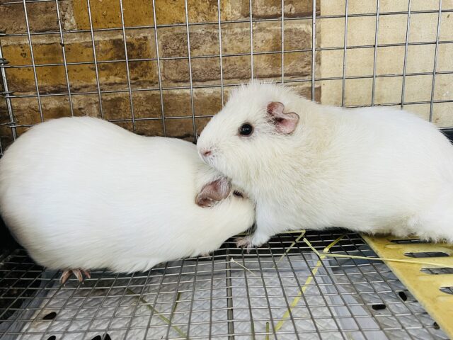 ロシアンクレステッドモルモット