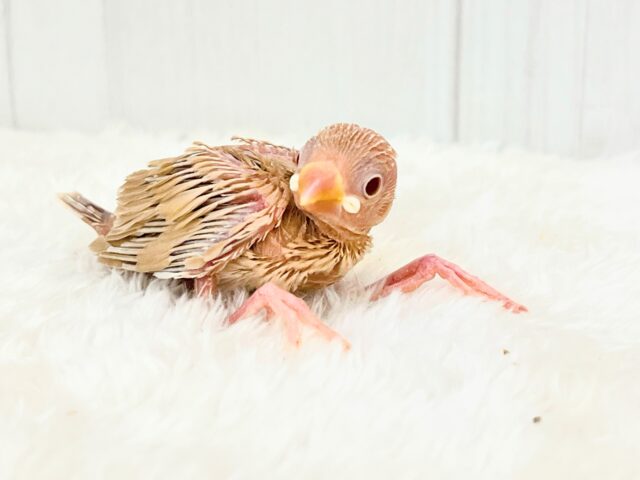 冬はカフェラテにモンブランはいかが?シナモン文鳥の雛が入舎しましたよ☕️ シナモン文鳥