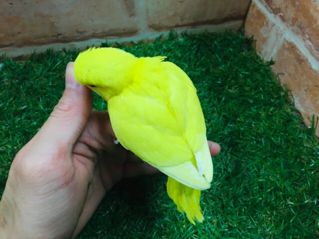 セキセイインコ