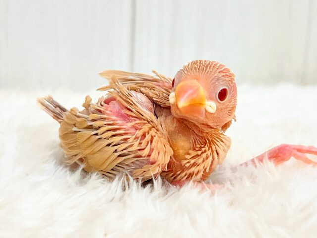 冬はカフェラテにモンブランはいかが?シナモン文鳥の雛が入舎しましたよ☕️ シナモン文鳥
